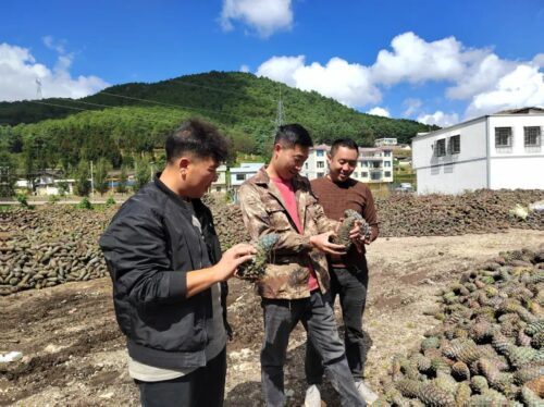 会东县华山松子产业：生态优势转化为经济动力，助力乡村振兴插图7