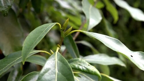 图片[2]-会东县淌塘镇老鹰茶种植产业-会东网
