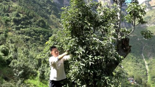 图片[3]-会东县淌塘镇老鹰茶种植产业-会东网