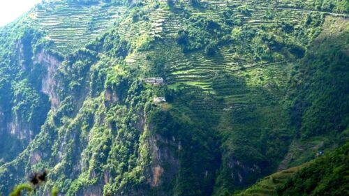 图片[4]-会东县淌塘镇老鹰茶种植产业-会东网