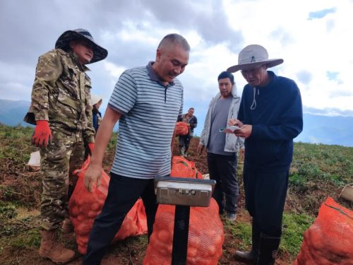 凉山州会东县玉米马铃薯高产示范片测产验收成效显著插图1