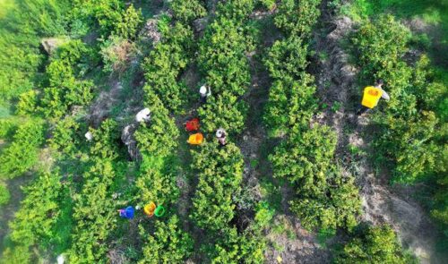 会理金砂柑橘园:规模化种植金秋沙糖橘,实现生态与经济效益双赢插图1 会理金砂柑橘园:规模化种植金秋沙糖橘,实现生态与经济效益双赢插图1