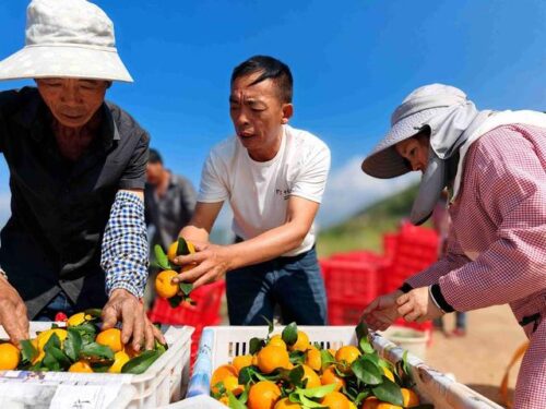 会理金砂柑橘园:规模化种植金秋沙糖橘,实现生态与经济效益双赢插图3 会理金砂柑橘园:规模化种植金秋沙糖橘,实现生态与经济效益双赢插图3