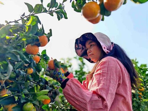 会理金砂柑橘园:规模化种植金秋沙糖橘,实现生态与经济效益双赢插图4 会理金砂柑橘园:规模化种植金秋沙糖橘,实现生态与经济效益双赢插图4