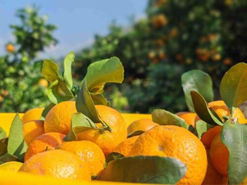 会理金砂柑橘园:规模化种植金秋沙糖橘,实现生态与经济效益双赢插图5 会理金砂柑橘园:规模化种植金秋沙糖橘,实现生态与经济效益双赢插图5