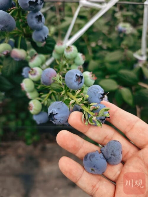 会东县：蓝莓产业与科技融合，清洁能源助力绿色发展插图
