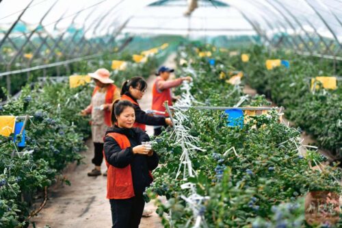 会东县:蓝莓产业与科技融合,清洁能源助力绿色发展-会东网