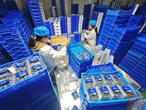 会东县：蓝莓产业与科技融合，清洁能源助力绿色发展插图2