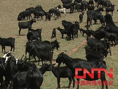 美姑县:多彩的美食与特产宝库插图4 美姑县:多彩的美食与特产宝库插图4