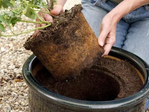 蓝莓种植对土壤的酸碱度要求?-会东网