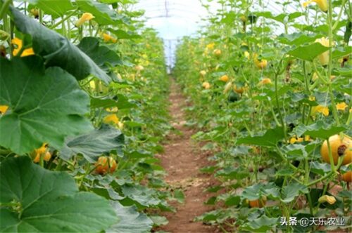 丝瓜种植：时间与南北差异的探索插图1