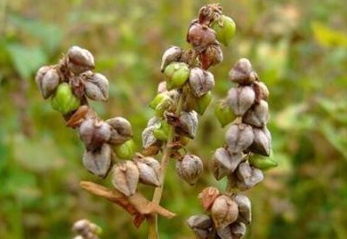 木里县:藏区美食与特产的宝藏之地插图4 木里县:藏区美食与特产的宝藏之地插图4