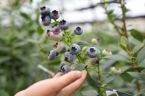 会东县：清洁能源引领绿色发展，蓝莓产业助力乡村振兴插图1