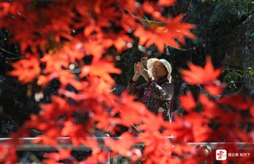 昆明冬日暖阳下，丰泽源植物园色彩斑斓吸引游人插图2