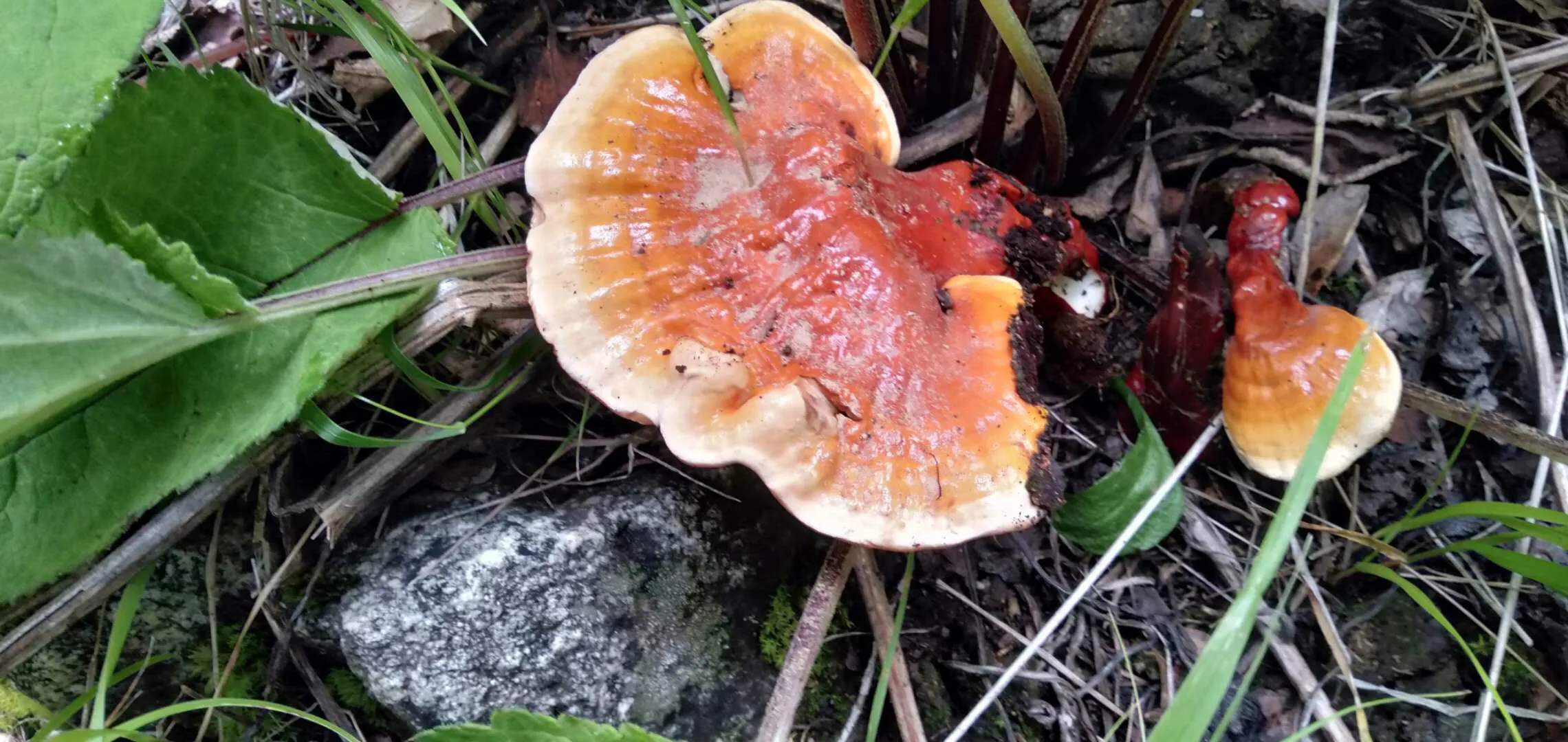 冕宁:美食与特产的宝藏之地插图8 冕宁:美食与特产的宝藏之地插图8
