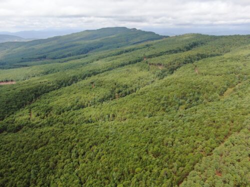 会东华山松:绿色宝藏的崛起之路插图5 会东华山松:绿色宝藏的崛起之路插图5