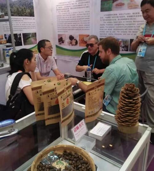 会东华山松:绿色宝藏的崛起之路插图3 会东华山松:绿色宝藏的崛起之路插图3