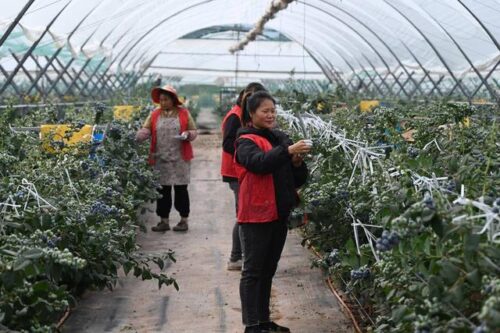 会东县：清洁能源引领绿色发展，蓝莓产业助力乡村振兴插图3