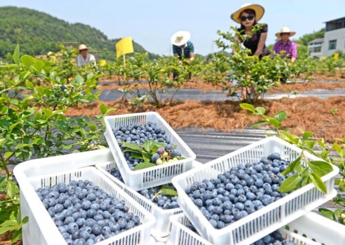 会东县蓝莓现代农业产业园区:崛起之路与未来展望插图1 会东县蓝莓现代农业产业园区:崛起之路与未来展望插图1