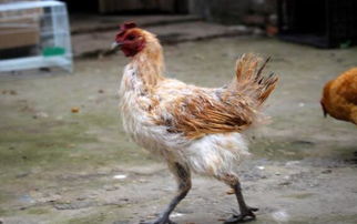 魅力金阳:美食与特产的宝藏之地插图7 魅力金阳:美食与特产的宝藏之地插图7