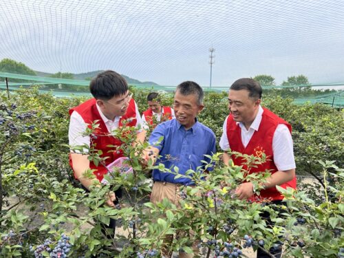 会东县蓝莓现代农业产业园区:崛起之路与未来展望插图3 会东县蓝莓现代农业产业园区:崛起之路与未来展望插图3