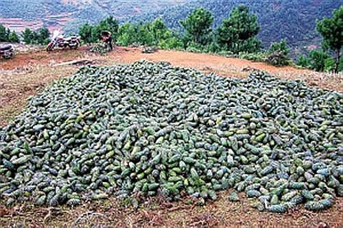 会东华山松:绿色宝藏的崛起之路插图2 会东华山松:绿色宝藏的崛起之路插图2