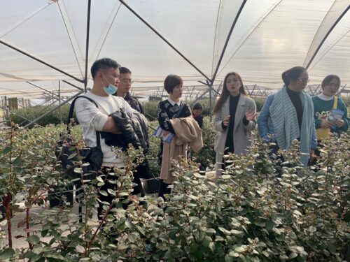 会东县蓝莓现代农业产业园区:崛起之路与未来展望插图2 会东县蓝莓现代农业产业园区:崛起之路与未来展望插图2