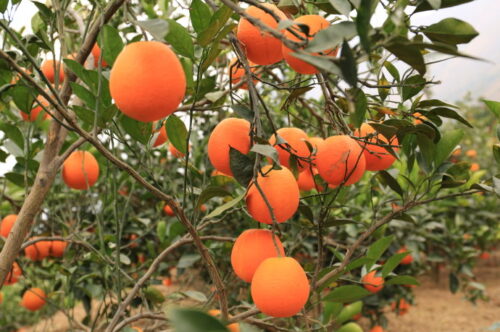 舌尖上的雷波县:美食与土特产的盛宴插图5 舌尖上的雷波县:美食与土特产的盛宴插图5