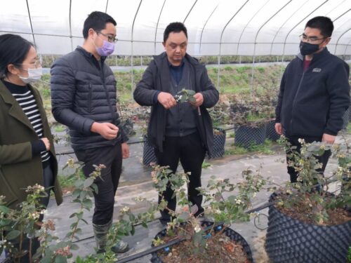 凉山晴天蓝果业有限公司蓝莓大不同插图1 凉山晴天蓝果业有限公司蓝莓大不同插图1