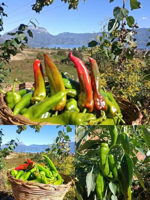 盐源美食:舌尖上的宝藏之地插图8 盐源美食:舌尖上的宝藏之地插图8