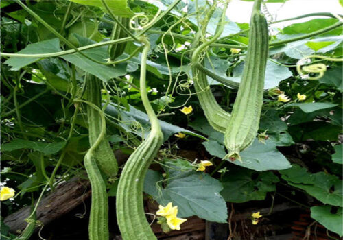 丝瓜种植：时间与南北差异的探索-会东网