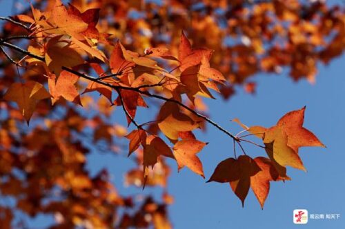 昆明冬日暖阳下，丰泽源植物园色彩斑斓吸引游人插图4