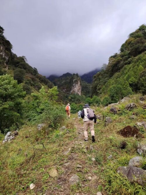 沪滇合作开展昆明禾本科植物资源调查插图 沪滇合作开展昆明禾本科植物资源调查插图