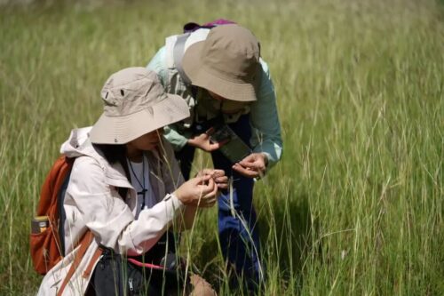 沪滇合作开展昆明禾本科植物资源调查插图1 沪滇合作开展昆明禾本科植物资源调查插图1