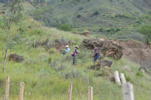 沪滇合作开展昆明禾本科植物资源调查插图6 沪滇合作开展昆明禾本科植物资源调查插图6