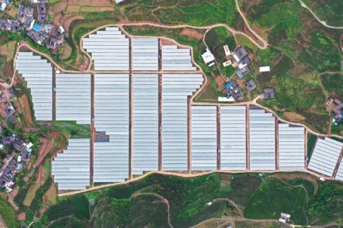 会东县：做强特色农业，蓝莓与华山松引领产业升级-会东网