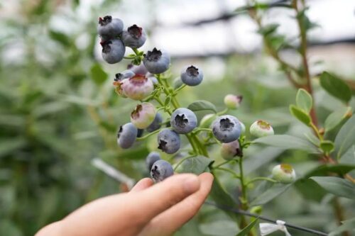 会东县：做强特色农业，蓝莓与华山松引领产业升级插图2