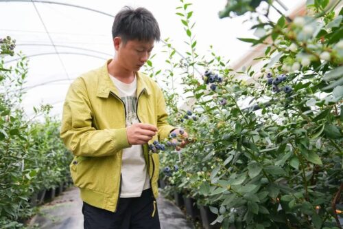 会东县：做强特色农业，蓝莓与华山松引领产业升级插图3