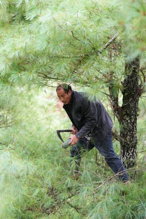 会东县：做强特色农业，蓝莓与华山松引领产业升级插图5