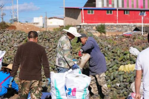 会东县：做强特色农业，蓝莓与华山松引领产业升级插图7