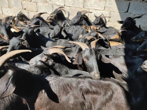 舌尖上的会东：领略十大特色美食的魅力插图2