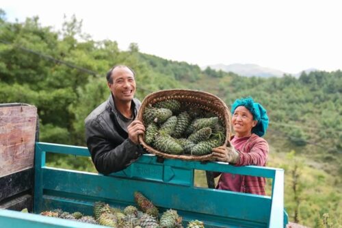 会东县：做强特色农业，蓝莓与华山松引领产业升级插图6