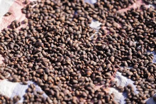 会东县：做强特色农业，蓝莓与华山松引领产业升级插图8