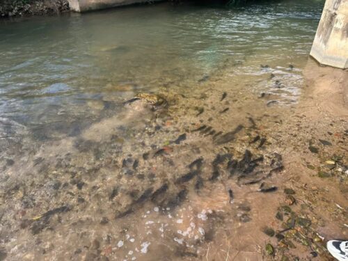 会东锦盛家庭农场污染河流致鱼死，增殖放流赔偿并加强监管插图1