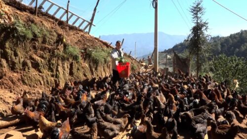 返乡大学生田洪伟养殖跑山鸡,增收致富信心满-会东网