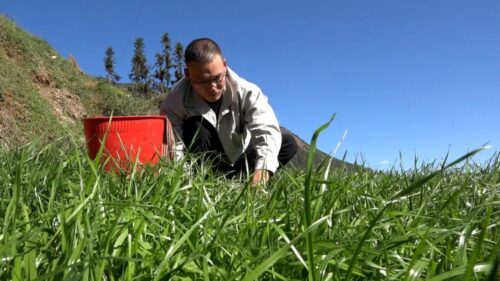 返乡大学生田洪伟养殖跑山鸡，增收致富信心满插图2