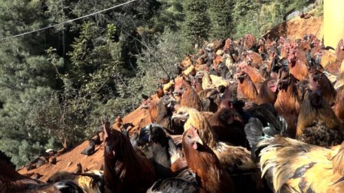 返乡大学生田洪伟养殖跑山鸡，增收致富信心满插图3