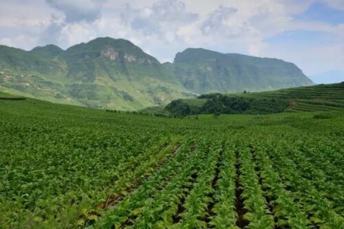 会东:川滇明珠的璀璨魅力插图2 会东:川滇明珠的璀璨魅力插图2