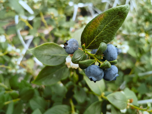 会东县蓝莓现代农业产业园区:早熟上市,填补市场空缺,助力乡村振兴-会东网