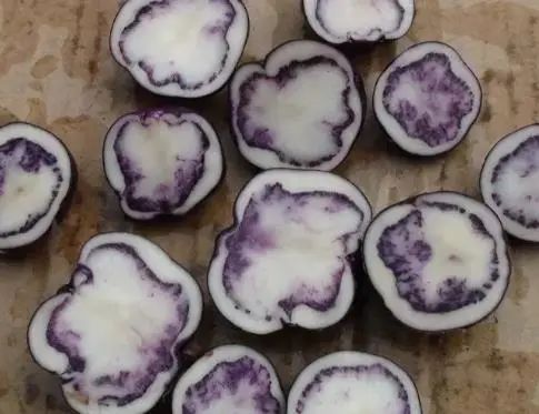 会东县堵格镇:璀璨明珠绽光芒插图3 会东县堵格镇:璀璨明珠绽光芒插图3